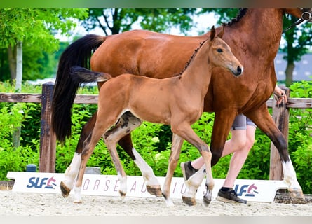 Other Breeds, Stallion, , Brown