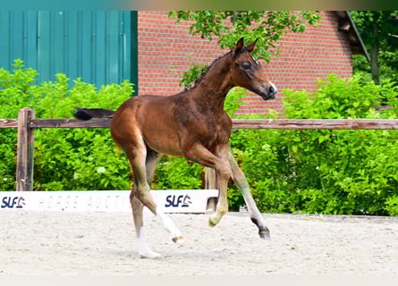 Other Breeds, Stallion, , Brown