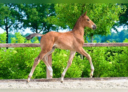 Other Breeds, Stallion, , Brown