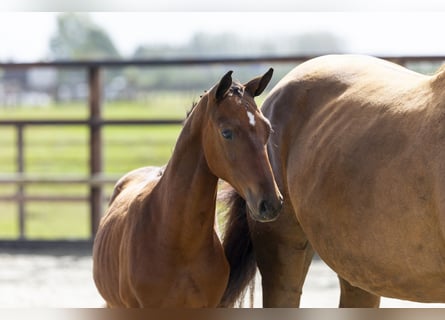 Other Breeds, Stallion, Foal (04/2025), Brown
