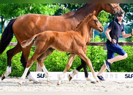 Other Breeds, Stallion, 