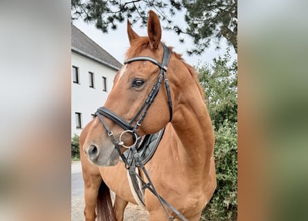 Other Heavy Horses, Gelding, 11 years, 15.2 hh, Chestnut-Red