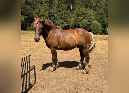 Other Heavy Horses Mix, Gelding, 2 years, 15.1 hh