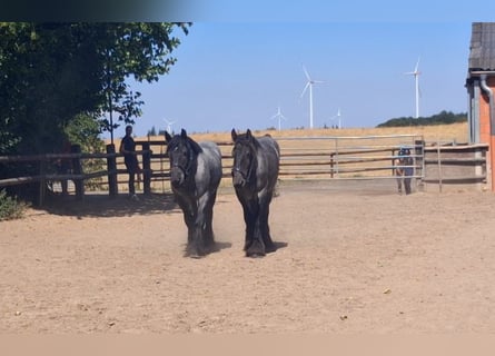 Other Heavy Horses, Gelding, 2 years, 16 hh