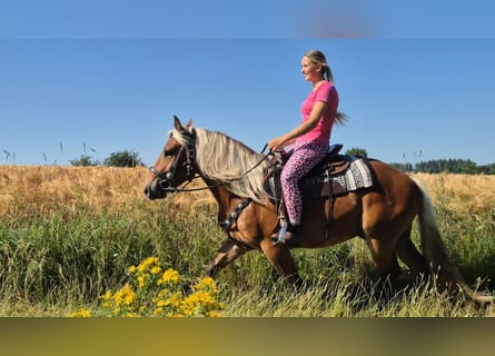 Other Heavy Horses, Gelding, 4 years, 14.3 hh, Chestnut
