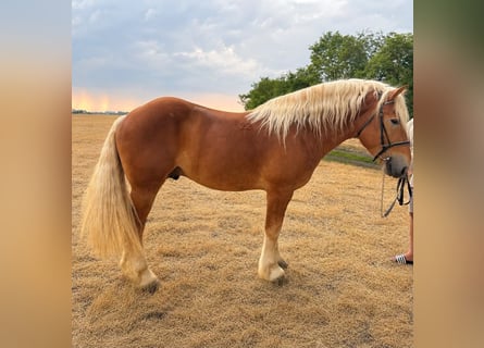 Other Heavy Horses Mix, Gelding, 4 years, 15.2 hh, Chestnut-Red