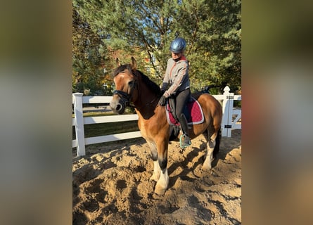 Other Heavy Horses, Gelding, 4 years, 15 hh, Pinto