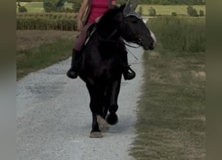 Other Heavy Horses, Gelding, 4 years, 15,1 hh, Black