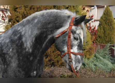 Other Heavy Horses, Gelding, 4 years, 16,2 hh, Grey-Dapple