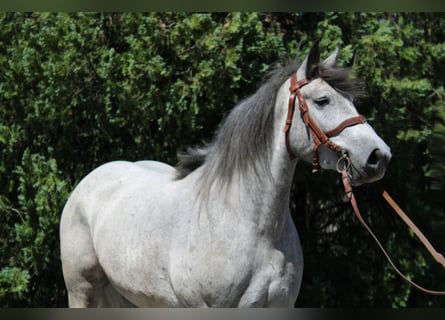 Other Heavy Horses, Gelding, 5 years, 15.1 hh, Grey