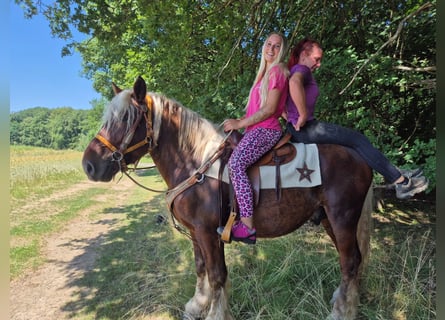 Other Heavy Horses, Gelding, 5 years, 15.2 hh, Chestnut