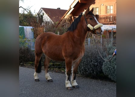 Other Heavy Horses Mix, Gelding, 5 years, 15,1 hh, Brown