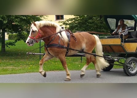 Other Heavy Horses, Gelding, 5 years, 16 hh, Chestnut-Red