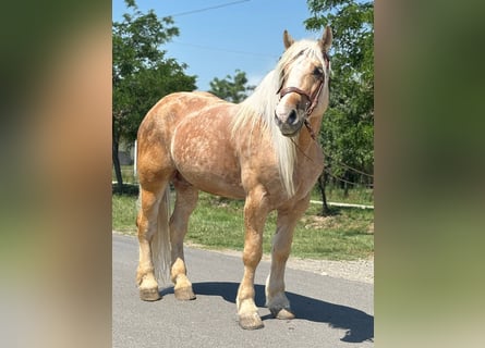Other Heavy Horses, Gelding, 6 years, 17,1 hh, Palomino