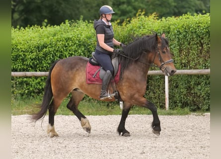 Other Heavy Horses Mix, Mare, 11 years, 15,1 hh, Brown