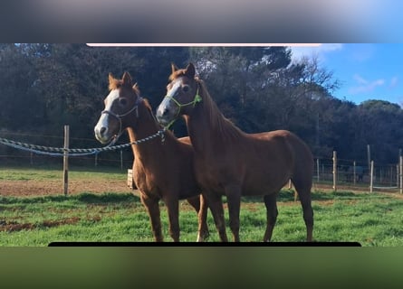Other Heavy Horses, Mare, 15 years, 14,1 hh, Chestnut-Red