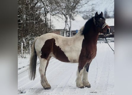 Other Heavy Horses, Mare, 16 years, 15,2 hh, Pinto