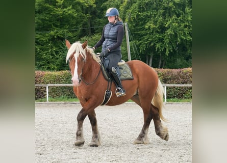 Other Heavy Horses, Mare, 3 years, 15.2 hh, Chestnut-Red