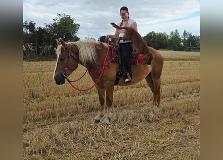 Other Heavy Horses, Mare, 3 years, 15.2 hh, Chestnut-Red