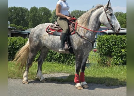 Other Heavy Horses, Mare, 3 years, 15 hh, Grey-Dapple