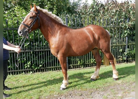 Other Heavy Horses, Mare, 3 years, 15 hh