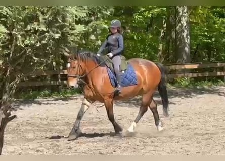 Other Heavy Horses, Mare, 4 years, Bay-Dark