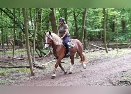 Other Heavy Horses, Mare, 5 years, 15.3 hh, Chestnut-Red