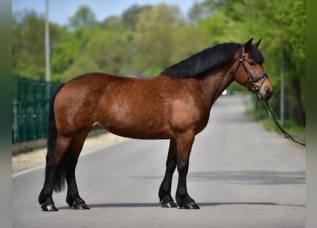Other Heavy Horses, Mare, 6 years, 15.3 hh, Brown
