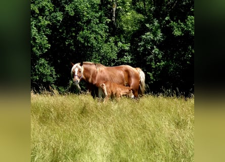 Other Heavy Horses, Mare, 6 years, 15,2 hh, Chestnut-Red