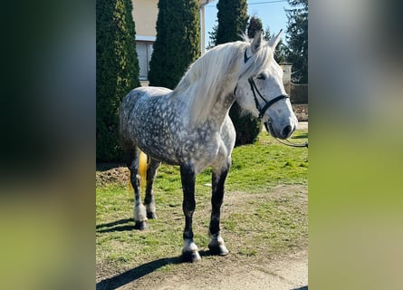 Other Heavy Horses, Mare, 6 years, 15,3 hh, Grey