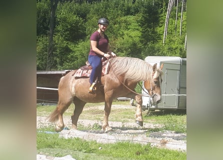 Other Heavy Horses, Mare, 7 years, 15,1 hh, Chestnut-Red