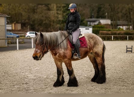 Other Heavy Horses, Mare, 7 years, 15.2 hh, Gray-Red-Tan