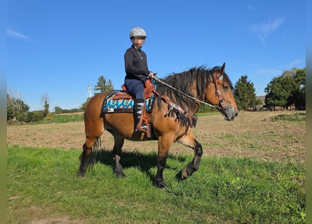 Other Heavy Horses, Mare, 7 years, 15 hh, Brown
