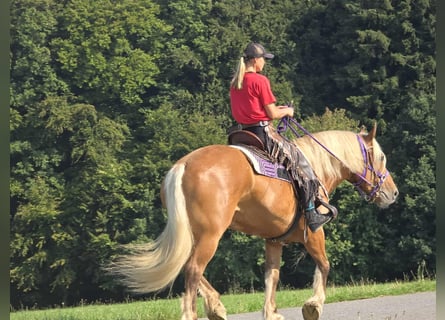 Other Heavy Horses, Mare, 8 years, 16 hh, Chestnut-Red