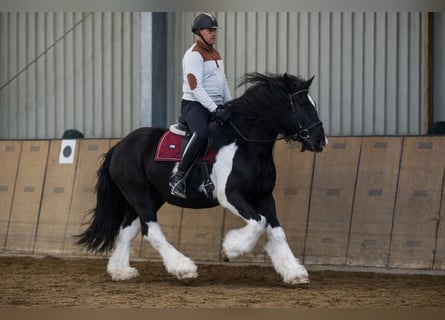 Other Heavy Horses, Mare, 8 years