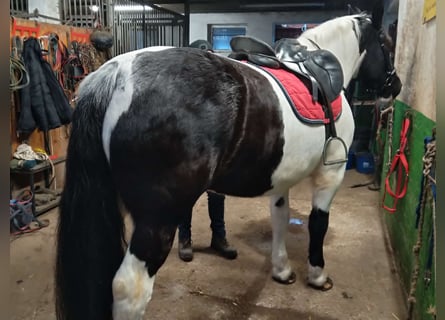 Other Heavy Horses, Mare, 9 years, 15,3 hh, Pinto