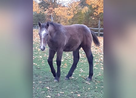 Other Heavy Horses Mix, Mare, Foal (05/2023), 16 hh, Brown Falb mold