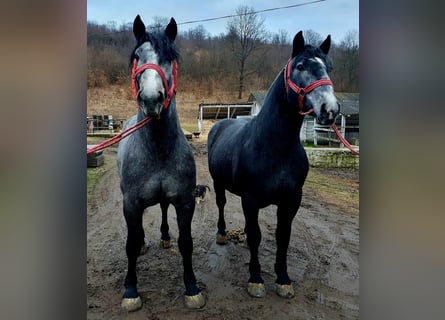 Other Heavy Horses, Stallion, 3 years, 16.3 hh, Gray