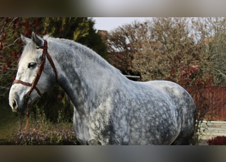 Other Heavy Horses, Stallion, 5 years, 16,2 hh, Grey