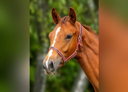 Other Thoroughbred Breeds, Gelding, 1 year, 12,2 hh, Chestnut-Red