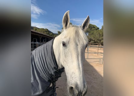 Other Thoroughbred Breeds Mix, Gelding, 24 years, 16.2 hh, Gray-Blue-Tan