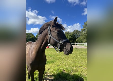 Other Thoroughbred Breeds, Gelding, 2 years, 14,2 hh, Brown