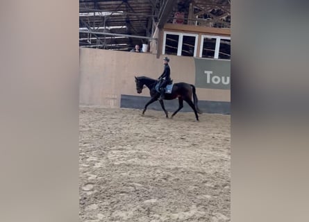 Other Thoroughbred Breeds, Gelding, 3 years, 15,2 hh, Brown
