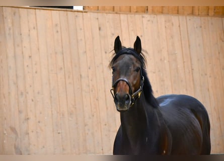 Other Thoroughbred Breeds, Gelding, 3 years, 15,2 hh, Brown