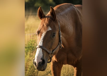 Other Thoroughbred Breeds, Gelding, 3 years, 16.2 hh, Chestnut-Red