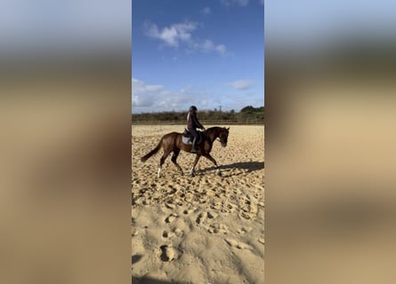 Other Thoroughbred Breeds, Gelding, 4 years, 16 hh, Chestnut-Red