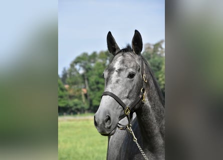 Other Thoroughbred Breeds, Gelding, 4 years, 16 hh, Grey-Dapple