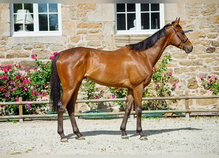 Other Thoroughbred Breeds, Gelding, 5 years, 16,2 hh, Brown