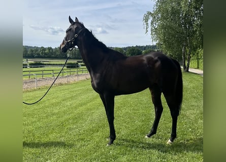 Other Thoroughbred Breeds, Gelding, 5 years, 17 hh, Bay-Dark