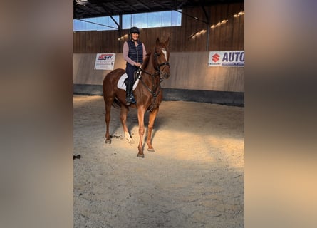 Other Thoroughbred Breeds, Gelding, 7 years, 16,2 hh, Chestnut-Red